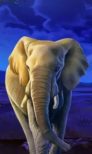 African Elephant